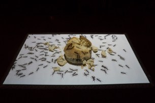 "Formica panis"_Antoni Abad_Bianyal 2019 (foto: Luís Delgado)