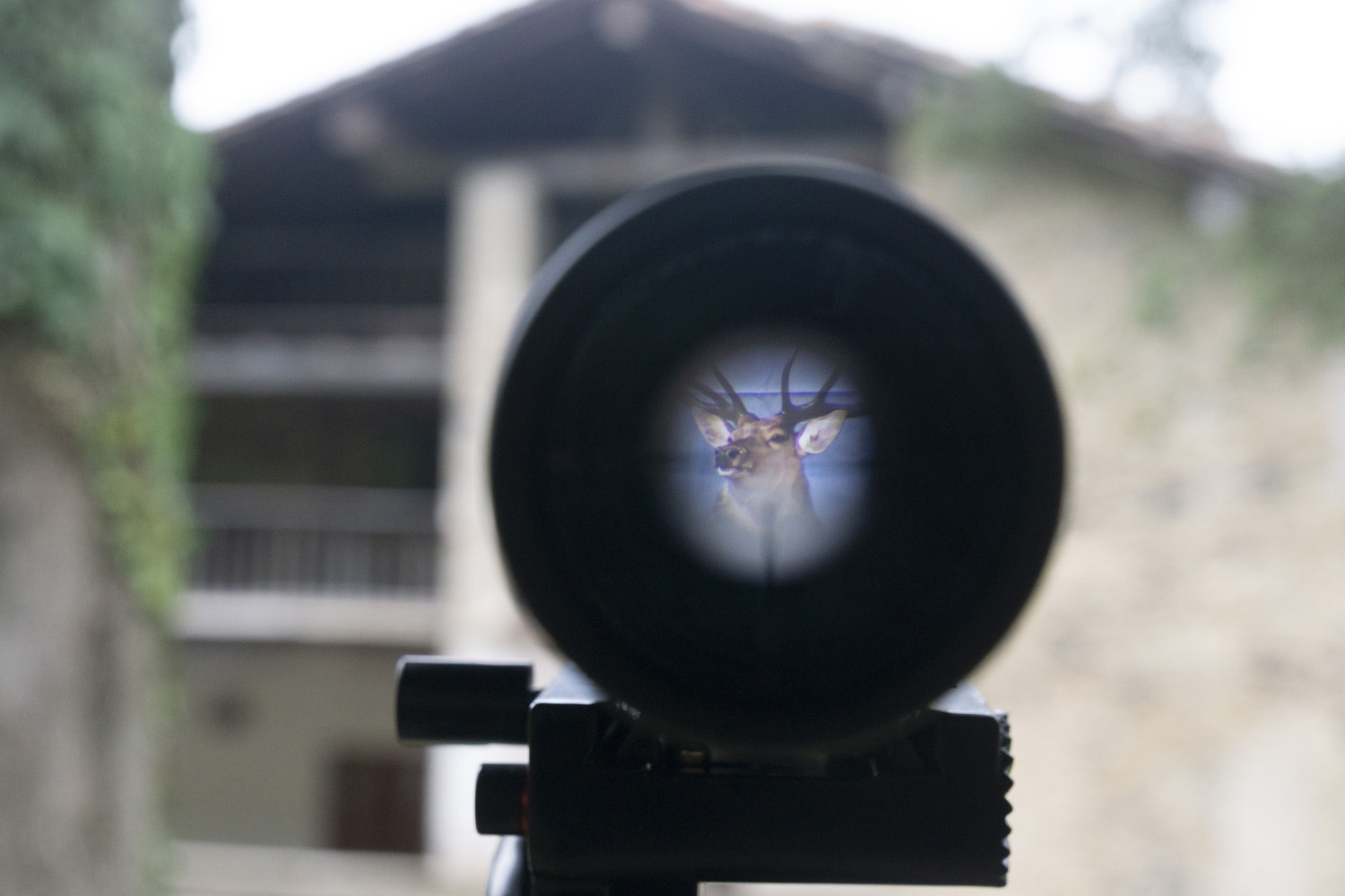 "Monarch of the Glen", Oscar Holloway. Bianyal 2020 (foto: Luís Delgado)