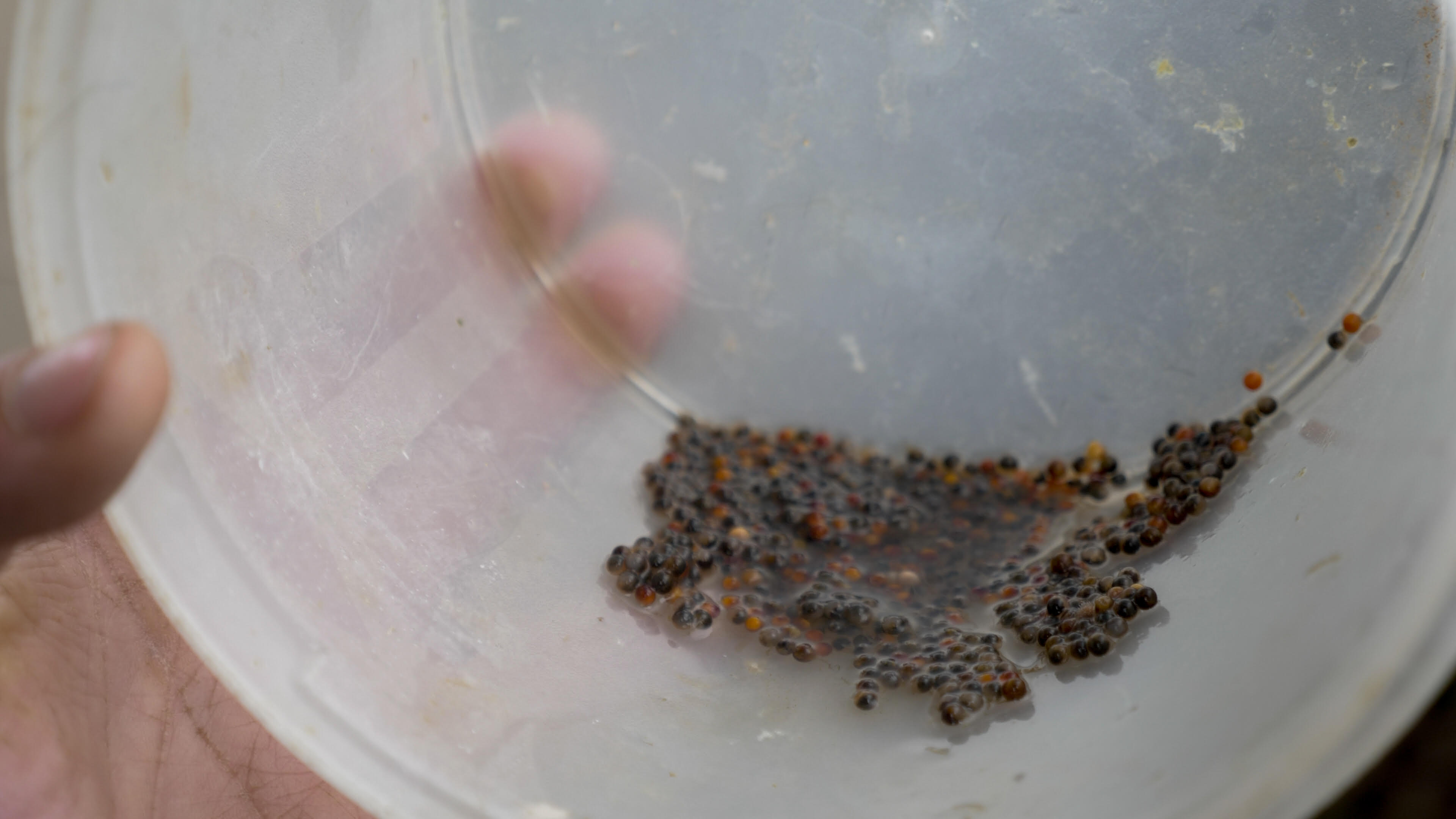 "Sense evidència verbal" Job Ramos